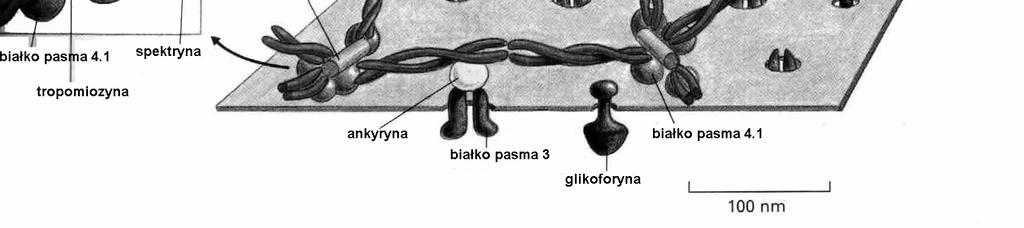 rozpoznawanie się komórek