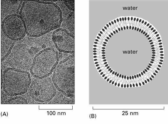 błon: fosfolipidy glikolipidy sterole