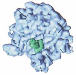 cerevisiae [11]. informacje na temat dynamicznych zmian konformacji i mechanizmu funkcjonowania rybosomów eukariotycznych [17-24].