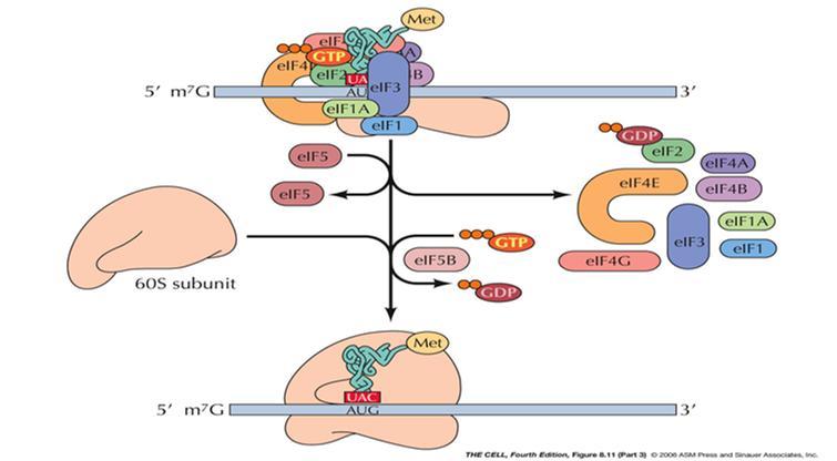 3. Inicjacja translacji komórka eukariotyczna eif5 inicjuje hydrolizę GTP przyłączonego do eif2, utrata grupy fosforanowej powoduje uwolnienie wszystkich czynników