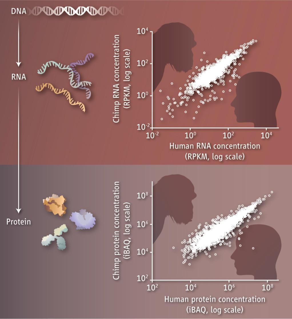Protein versus mrna expression.