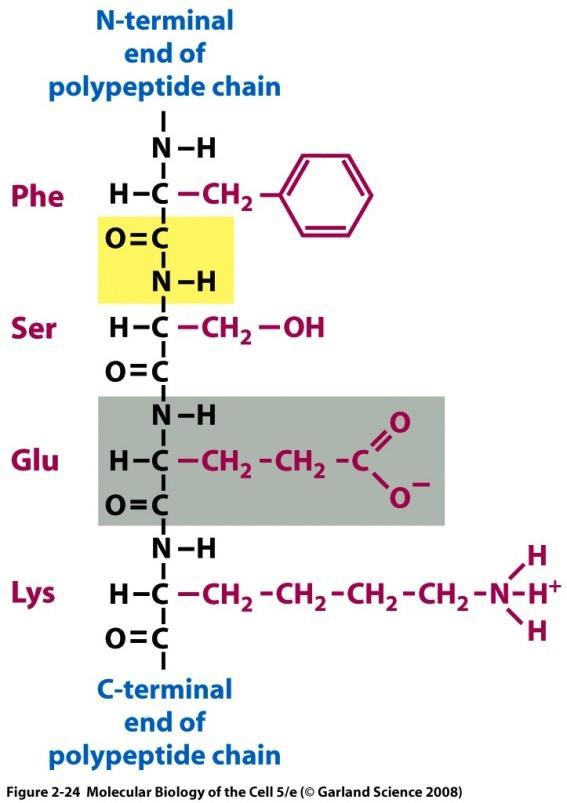 Aminokwasy, Białka: Białka są tworzone z liniowej sekwencji aminokwasów, połączonych wiązaniami peptydowymi