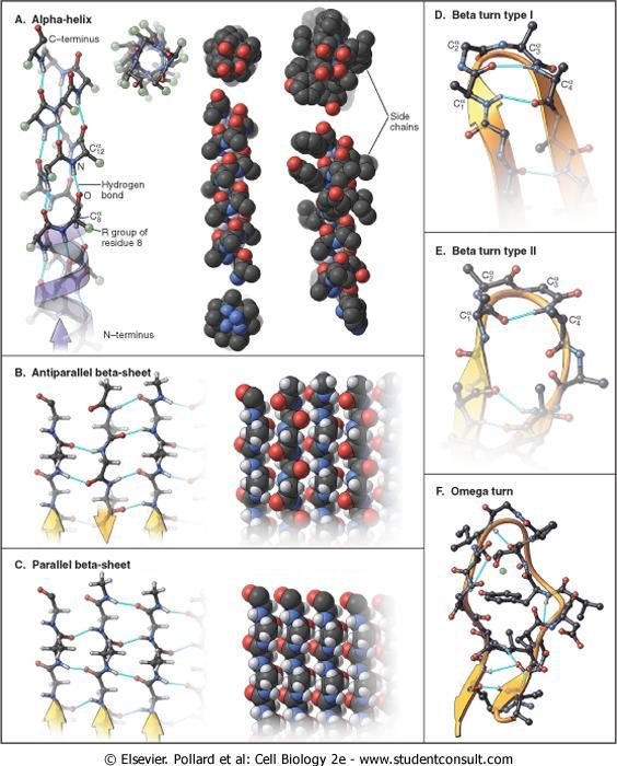 Struktura Białka: Przyjęcie konformacji o najniższej energii swobodnej Drugorzędowa Oddziaływania aminokwasów z ich sąsiadami decydują o strukturze drugorzędowej