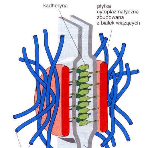 desmosomy