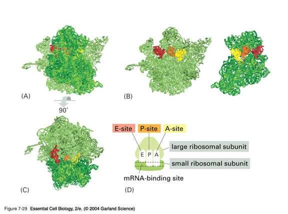 Rybosomy-biosynteza białka miejsce wiązania mrna Miejsca wiązania t-rna A-site: akceptorowe (aminoacylo-trna) P-site peptydylowe (peptydylo trna) E-site: wyjścia (ang.