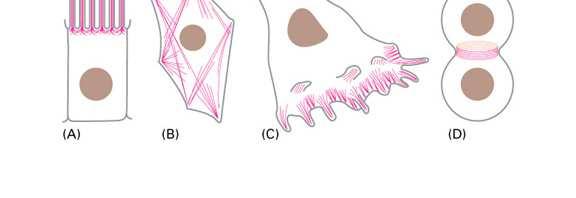 Filamenty aktynowe zmieniają kształt błony w komórkach zwierzęcych A)