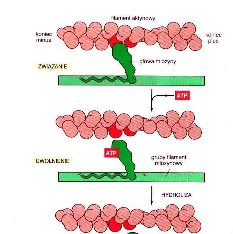 Kroczenie miozyny po FA Cykl zmian