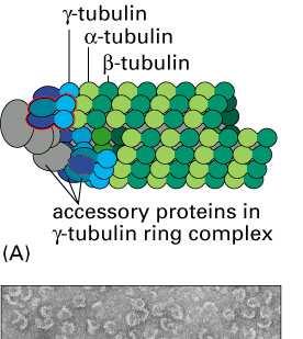 Mikrotubule powstawanie