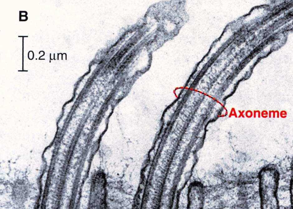mikrotubul w