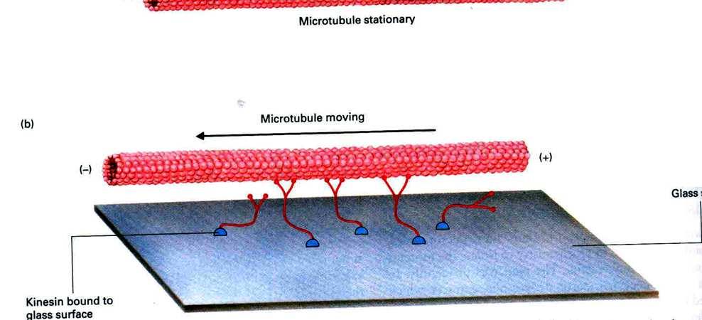 Mikrotubule białka