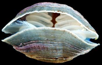 lofofor LOPHOPHORATA BRACHIOPODY