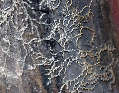LOPHOPHORATA MSZYWIOŁY słodkowodne Bryozoa