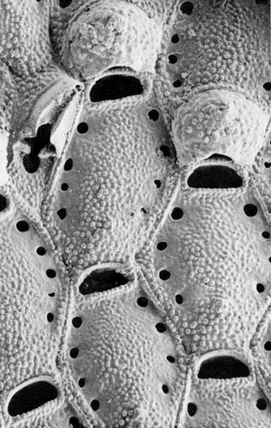zmodyfikowane wieczko LOPHOPHORATA