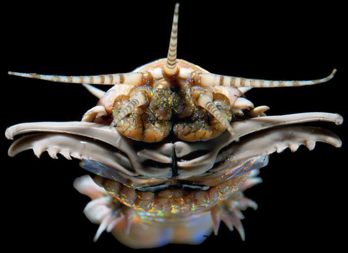 ANNELIDA czuciowe antennae