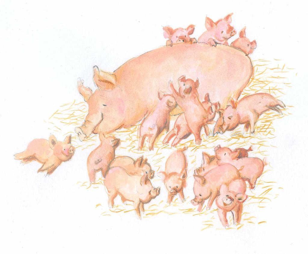 W wieku 3 miesięcy to już całkiem spora świnka warchlak, który waży nawet 25 kg.