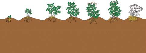 l/ha BioFol Plex,-2 l/ha 2-3 kg/ha,-2 l/ha