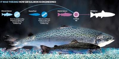 Łosoś AquAdvantage AquAdvantage to atlantycki łosoś z wprowadzonym hormonem wzrostu od łososia Chinook pacyficznego łososia i