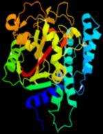 Zagadnienia, którymi się zajmujemy Osteoimmunologia (dr Paweł Majewski) Grant: 2011-2014 Udział posttranslacyjnej