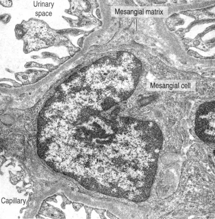 śródbłonek i podocyty Komórki mezangialne: fagocytują błonę podstawną