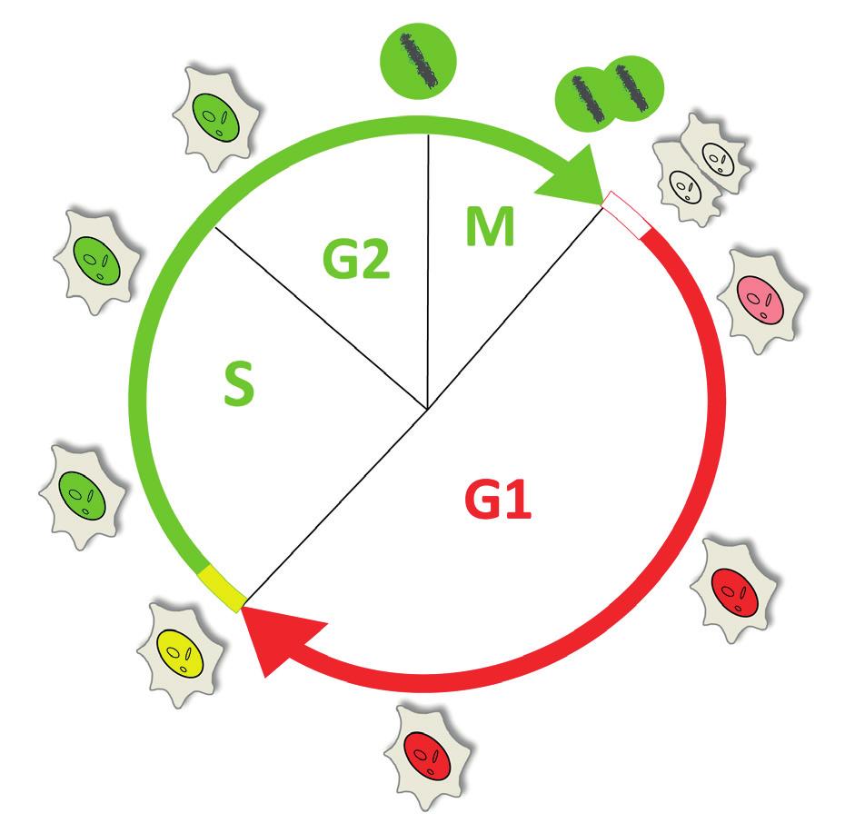 218 Grażyna Mosieniak Istota działania tego systemu opiera się na okresowej, zależnej od fazy cyklu, proteolitycznej degradacji dwóch białek, Cdt1 oraz gemininy.