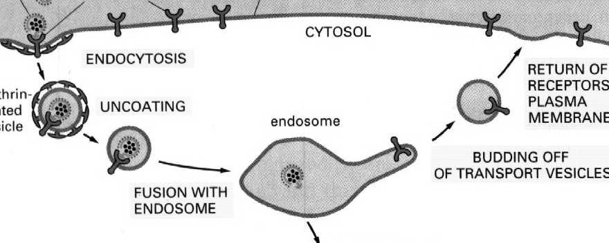 Przemieszczenie endosomu w głąb komórki - staje się późnym endosomem 8.