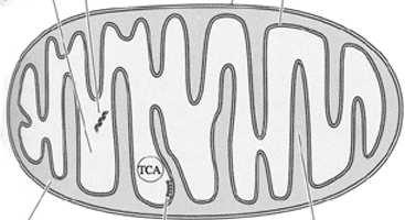 lizosomy peroksysomy endosomy Błona komórkowa Mitochondria nie