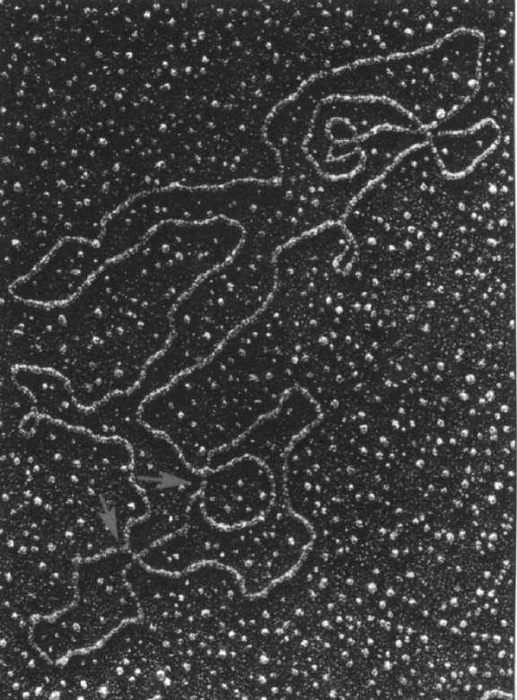apoptozy Mitochondria zawierają własny aparat genetyczny: pętlowy, bezhistonowy mtdna wszystkie rodzaje mtrna rybosomy enzymy niezbędne do procesów replikacji,