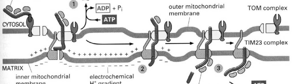 Mitochondria mają zatem mozaikowy (semiautonomiczny) charakter Mitochondria ewolucyjnie wywodzą się z prymitywnych bakterii, które posiadały zdolność do produkcji ATP