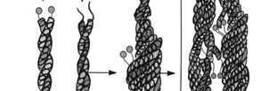 sposób transportowane są: pęcherzyki organelle (ruch organelli) duże białka