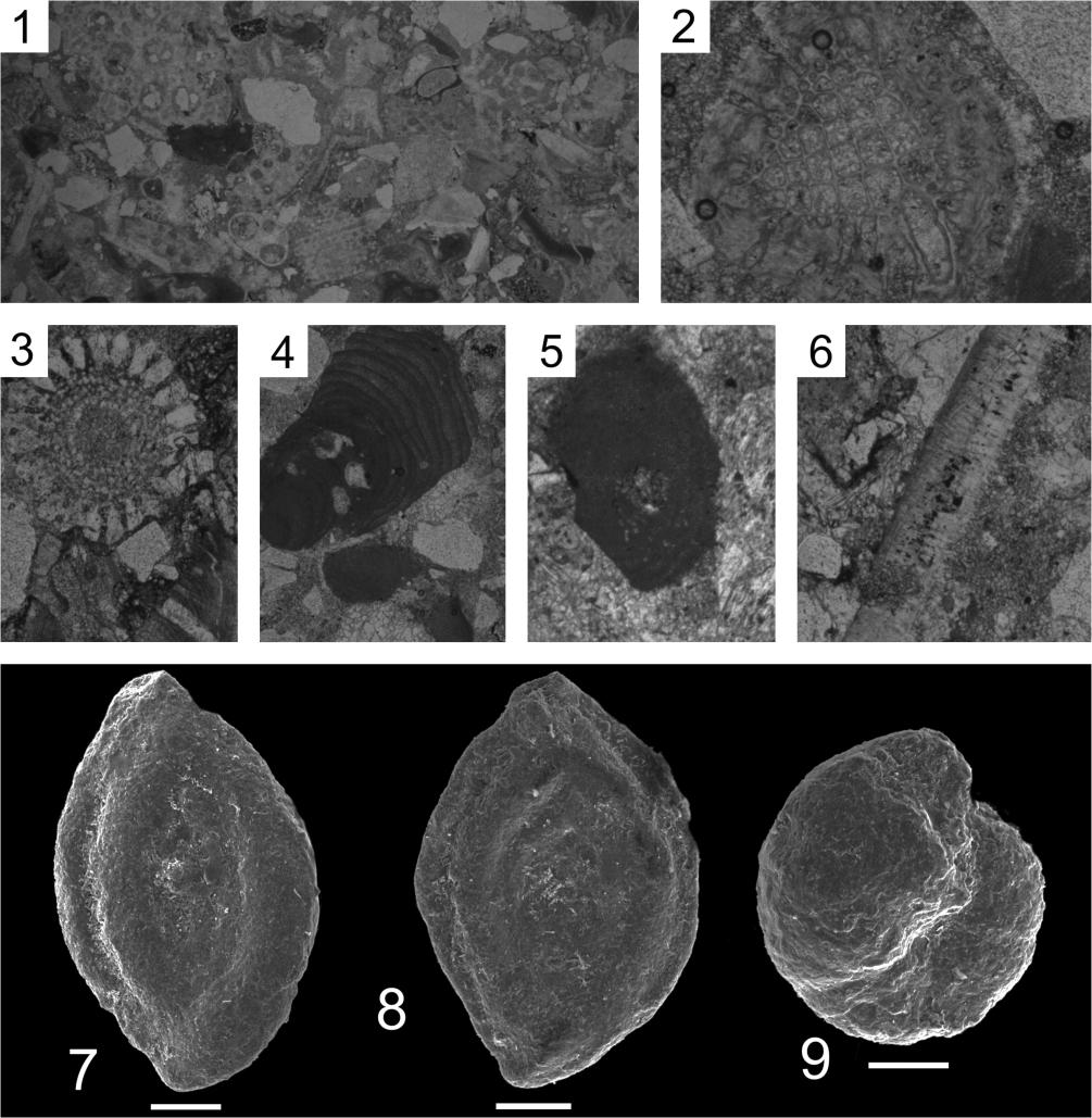 Marek CIESZKOWSKI, Jan GOLONKA & Anna WAŚKOWSKA characteristic feature of this formation. Książkiewicz (1951a) highlighted this fact defining them as "bryozoan-lithothamnium" Szydłowiec sandstones.