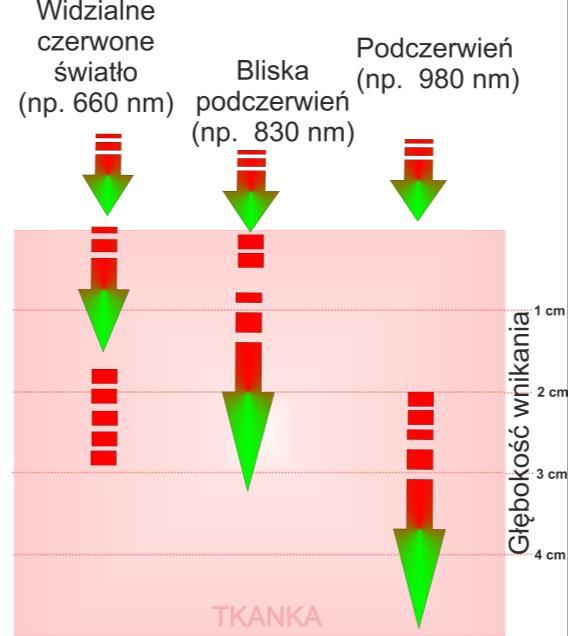 in vitro. Promieniowanie ultrafioletowe (UV) oraz światło widzialne (niebieskie, zielone) posiada ograniczoną głębokość penetracji (Rys. 1).