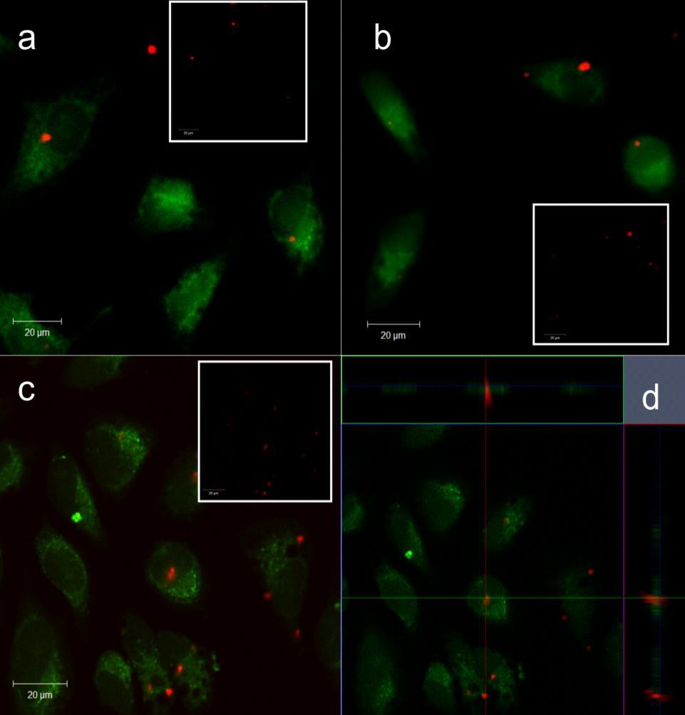 Dotyczy rozdziału: 4.5.1.7. Nanocząstki Gd 2 O 3 : Er 3+, Yb 3+, Zn 2+ /PVP jako znaczniki luminescencyjne w preparatach biologicznych Rys. S18.