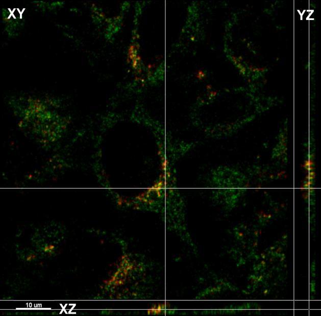 Kluczowym parametrem materiałów w zastosowaniach biologicznych jest ich biokompatybilność. Biokompatybilność nanostrukturalnych materiałów na bazie ZnAl 2 O 4 będzie raportowana w rozdziale 4.3.