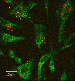 inkubacji z 2 µm roztworem nanocząstek ZnAl