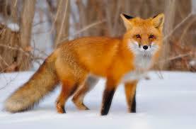 Red foxes live around the world in many diverse habitats including forests, grasslands, mountains, and deserts.