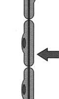 pompa sodowo- kanał sodowy potasowa -90 70 mv K+ cytoplazma Potencjał czynnościowy: