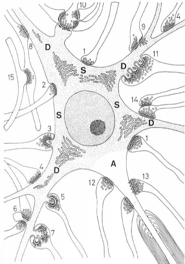 pęcherzyki synaptyczne zawierające neuroprzekaźnik mitochondria kanały wapniowe błona presynaptyczna i strefa aktywna Szczelina