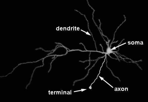 Synapsy elektryczne to połączenia szczelinowe pomiędzy błoną pre-