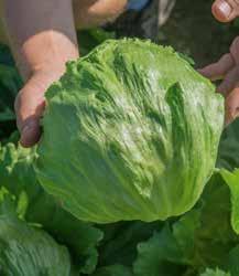 Sałata krucha (lodowa) Lactuca sativa L. var. capitata L.