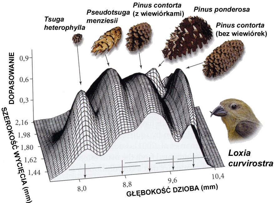 NIEJEDNORODNOŚĆ środowiska nisze krzyżodzioba w różnych miejscach dobór preferuje