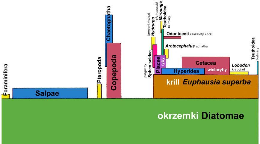 PIRAMIDA pokarmowa piramida pokarmowa pelagialu antarktycznego (z pominięciem bakterii i wiciowców) produkcja ~ 150 Mt C/rok biomasa ~ 350 Mt, 50 mg/m 3 tylko niewielka część zasobów (biomasy) ofiary