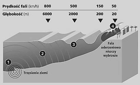 22 Fale tsunami charakteryzują się znaczną długością, rzędu kilkunastu stukilkudziesięciu tysięcy metrów, a ich wysokość na otwartym, głębokim oceanie wynosi, jak wspomniano wcześniej, kilka metrów.
