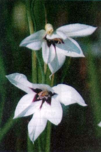 Grzyby zagraajce Acidanthera bicolor Hochst. 10