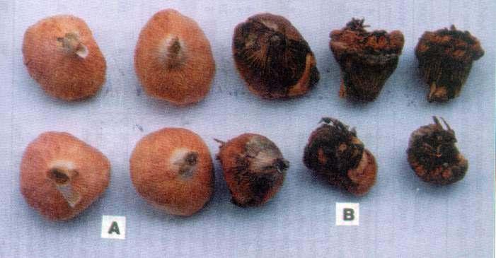 2. Bulwy Acidanthera bicolor: A zdrowe, B chore Phot. 2.