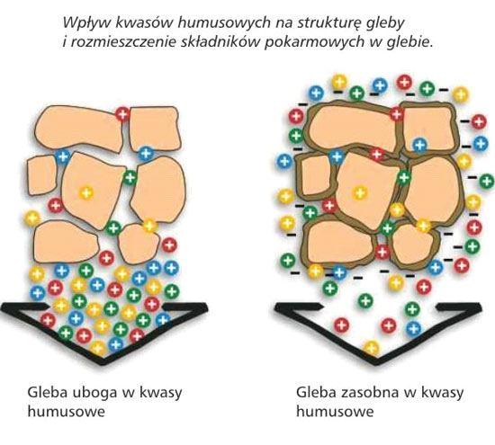 Koloidy glebowe występujące w glebach Polski w większości mają ładunek ujemny W minerałach ilastych ładunek ujemny jest wynikiem istnienia niewysyconych wartościowości na krawędziach tetraedrów i