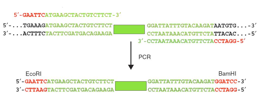 Wprowadzanie modyfikacji na końcach genów Wykorzystanie zmodyfikowanych starterów do wprowadzania mutacji na i końcu genu