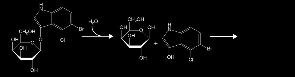 aktywny tetramer β-galaktozydazy + =