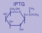 TAATACGACTCACTATAGGGAGA -12-8 +1 +3 DNA chromosomalne gen lyzozymu T7 plyss lub E KOMÓRKA GOSPODARZA Polimeraza RNA faga T7, monomer o masie 99 kda.