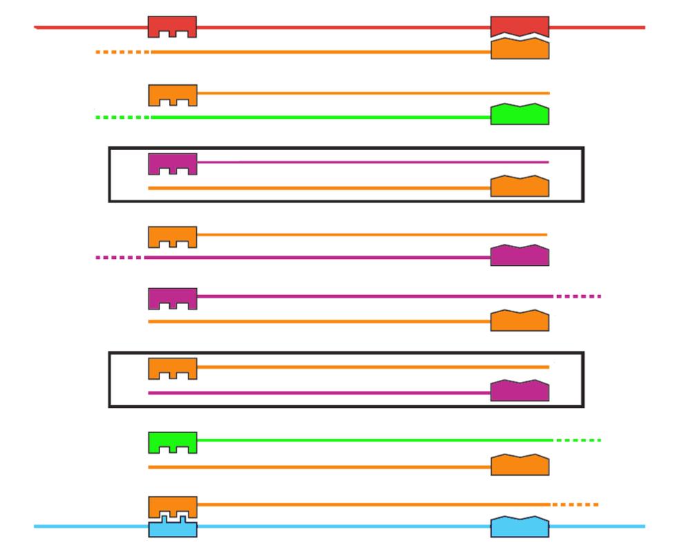 C) 5 5 5 3 3 3 5 3 Cykl 3 3 3 5 3 3 5 3 5 5 5 3 5 3 matrycowy DNA produkt reakcji