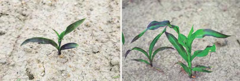 Niektóre czynniki ograniczające rozwój korzeni kukurydzy Zbyt niska temperatura gleby, jej nadmierne uwilgotnienie lub przesuszenie, obecność podeszwy płużnej, płytko wymieszane nawozy z glebą,
